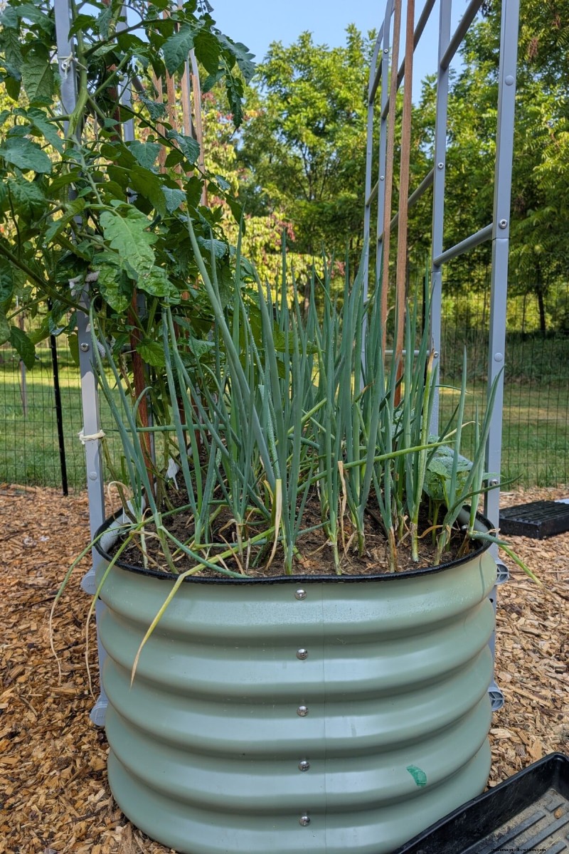 Daily Harvest Vegetables: 11 Cut-and-Come-Again Options for Continuous Yield