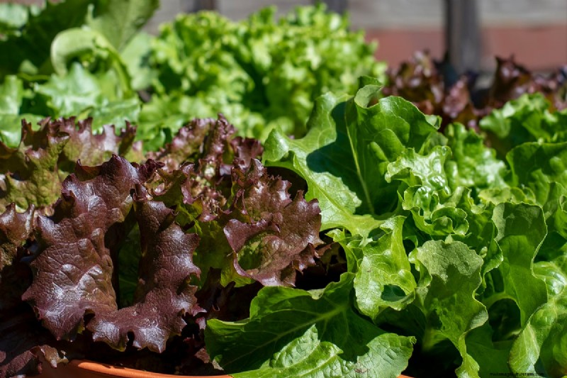 Daily Harvest Vegetables: 11 Cut-and-Come-Again Options for Continuous Yield