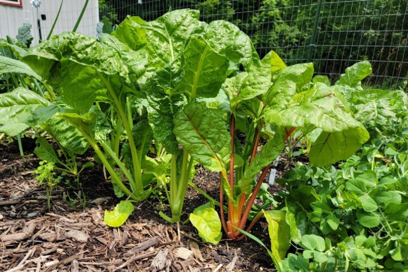 Daily Harvest Vegetables: 11 Cut-and-Come-Again Options for Continuous Yield