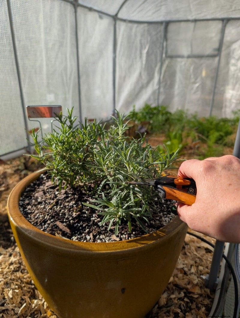 Daily Harvest Vegetables: 11 Cut-and-Come-Again Options for Continuous Yield