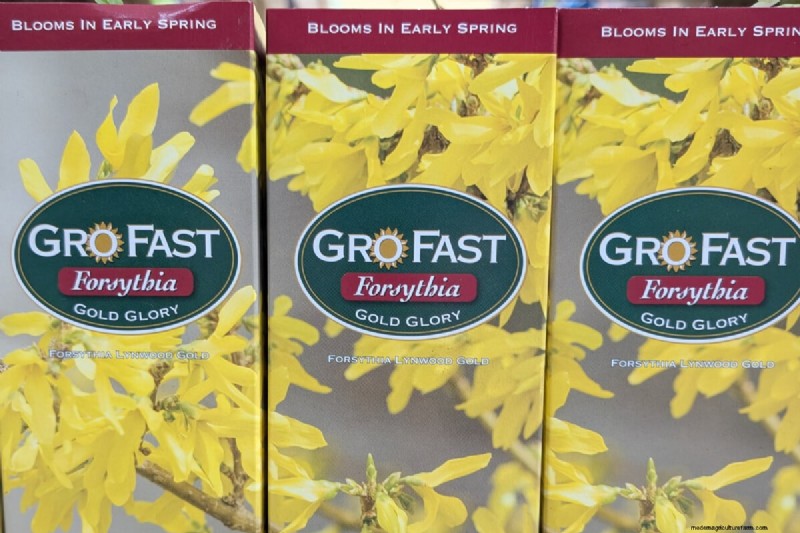 Avoid These! 8 Plants That Don t Thrive from Bare Root