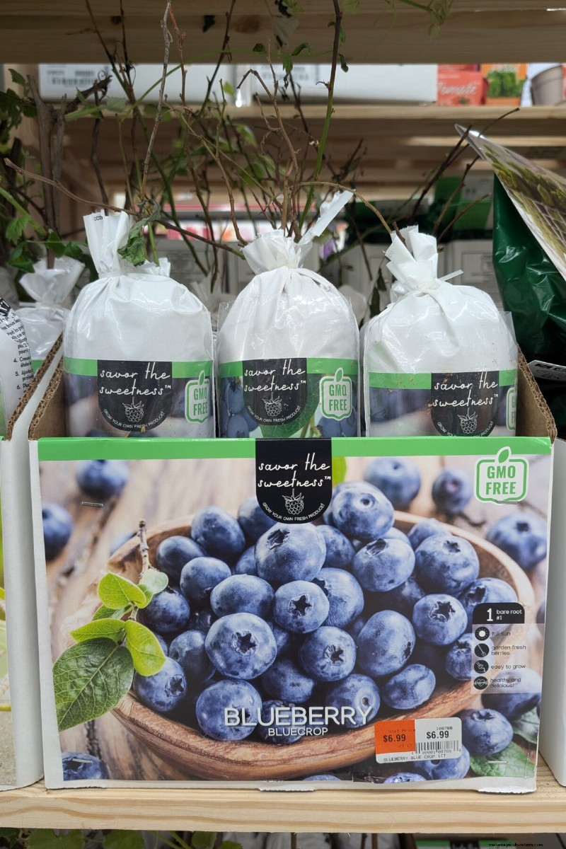 Avoid These! 8 Plants That Don t Thrive from Bare Root