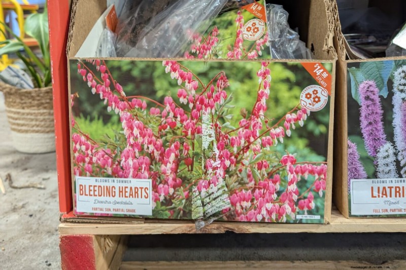 Avoid These! 8 Plants That Don t Thrive from Bare Root