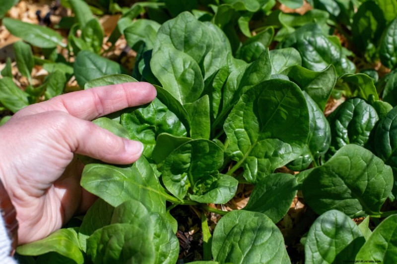 Grow Spinach Successfully: Avoid Bolting & Pests - Expert Tips