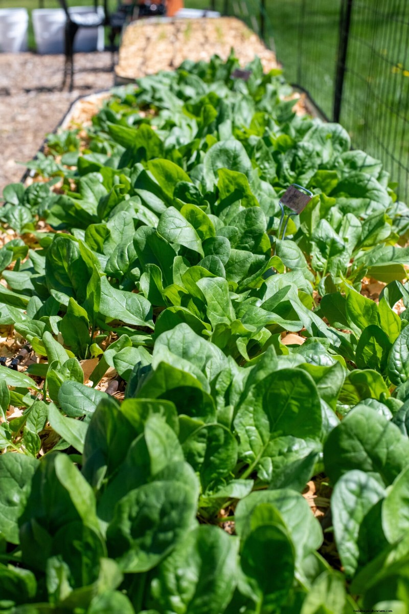 Grow Spinach Successfully: Avoid Bolting & Pests - Expert Tips