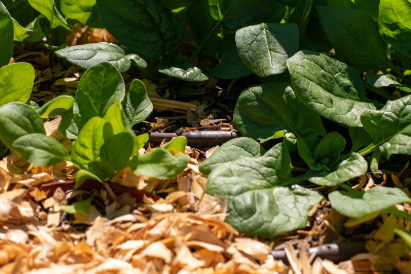 Grow Spinach Successfully: Avoid Bolting & Pests - Expert Tips