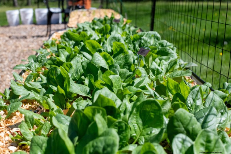 Grow Spinach Successfully: Avoid Bolting & Pests - Expert Tips