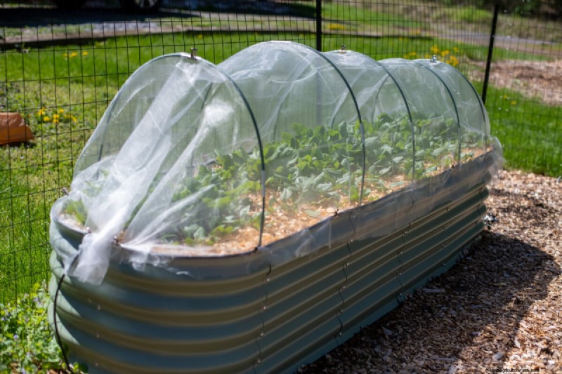 Grow Spinach Successfully: Avoid Bolting & Pests - Expert Tips