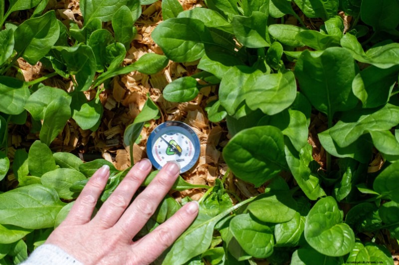 Grow Spinach Successfully: Avoid Bolting & Pests - Expert Tips