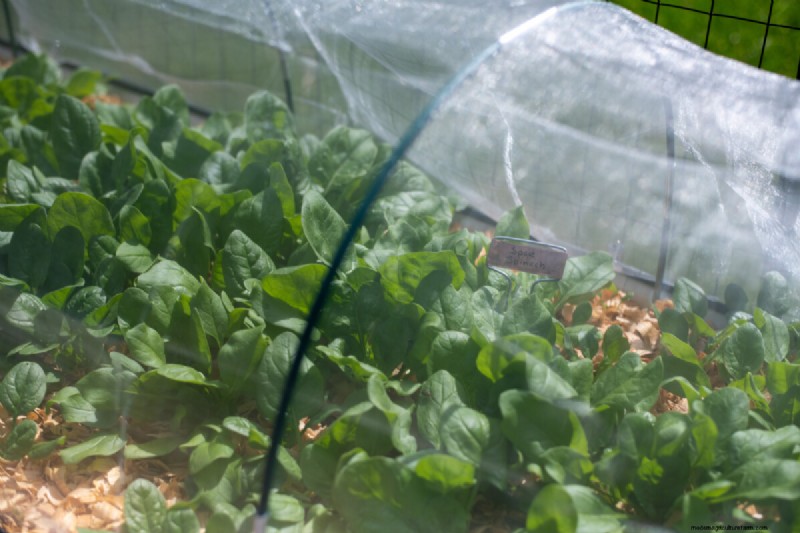 Grow Spinach Successfully: Avoid Bolting & Pests - Expert Tips