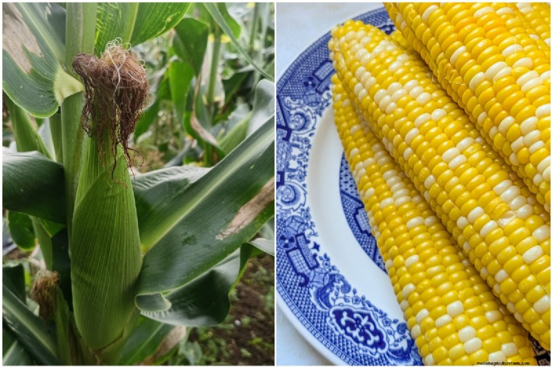 Grow Perfect Sweet Corn: 4 Expert Planting Tips for a Bountiful Harvest