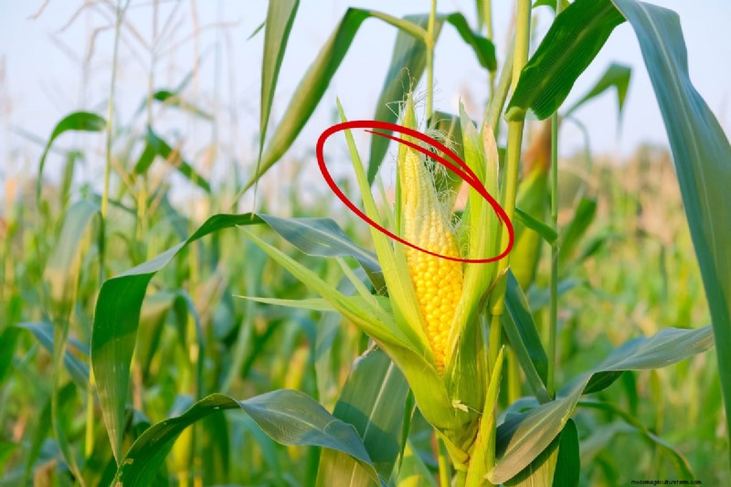 Grow Perfect Sweet Corn: 4 Expert Planting Tips for a Bountiful Harvest