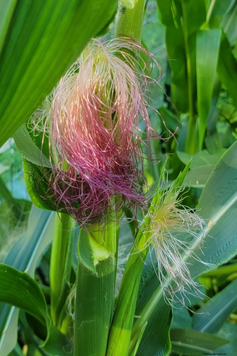 Grow Perfect Sweet Corn: 4 Expert Planting Tips for a Bountiful Harvest
