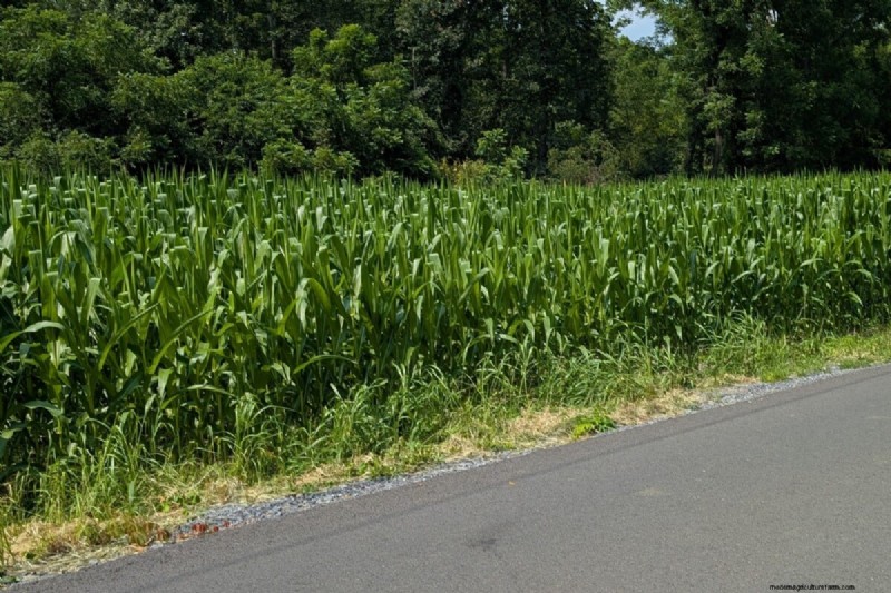 Grow Perfect Sweet Corn: 4 Expert Planting Tips for a Bountiful Harvest