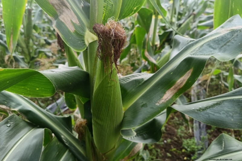 Grow Perfect Sweet Corn: 4 Expert Planting Tips for a Bountiful Harvest