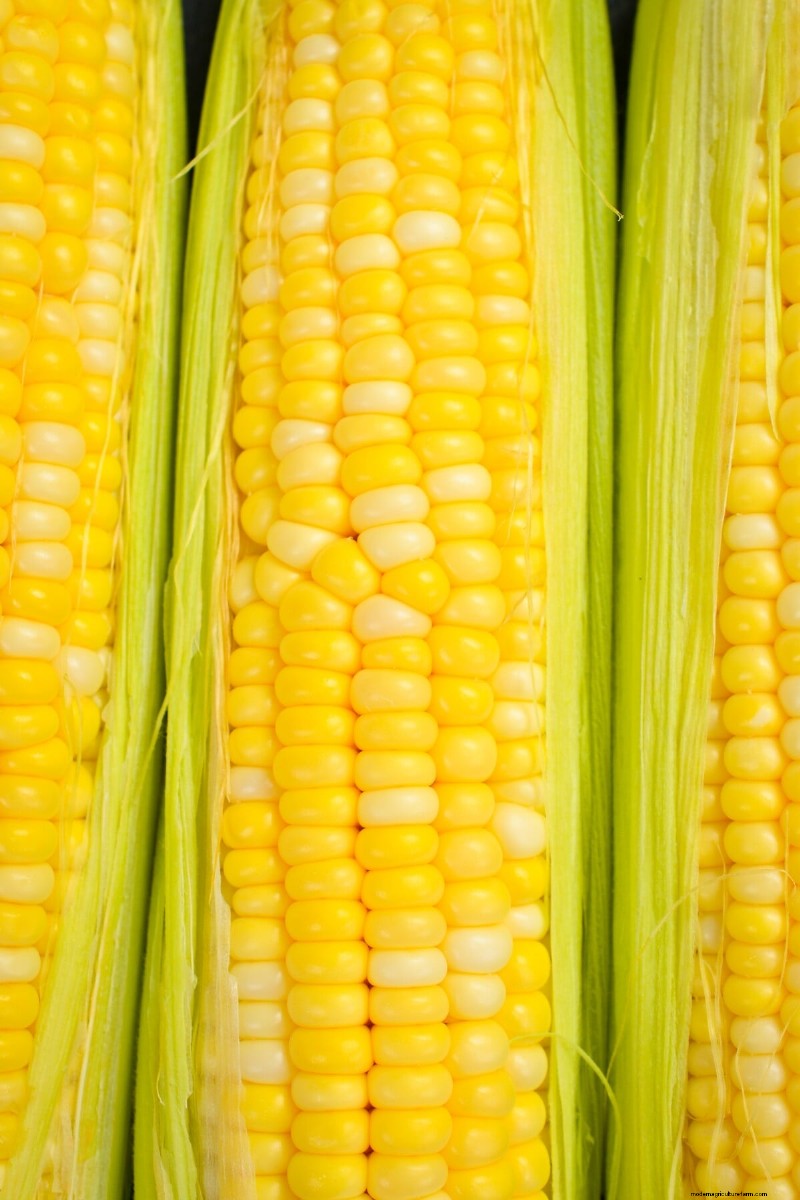 Grow Perfect Sweet Corn: 4 Expert Planting Tips for a Bountiful Harvest