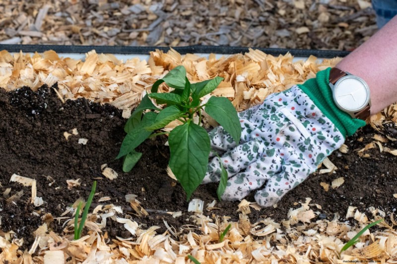 Maximize Pepper Yield: Essential Steps for Transplanting Seedlings