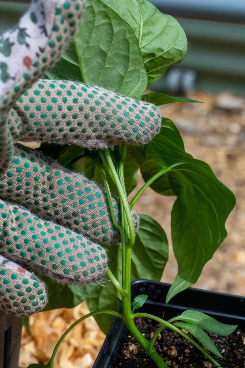 Maximize Pepper Yield: Essential Steps for Transplanting Seedlings