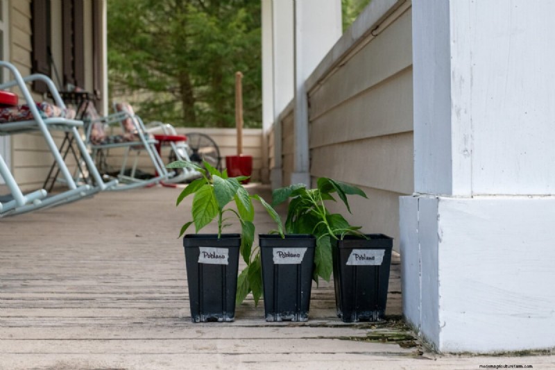 Maximize Pepper Yield: Essential Steps for Transplanting Seedlings