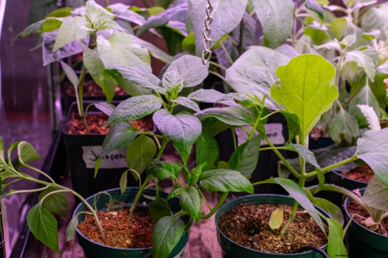 Maximize Pepper Yield: Essential Steps for Transplanting Seedlings