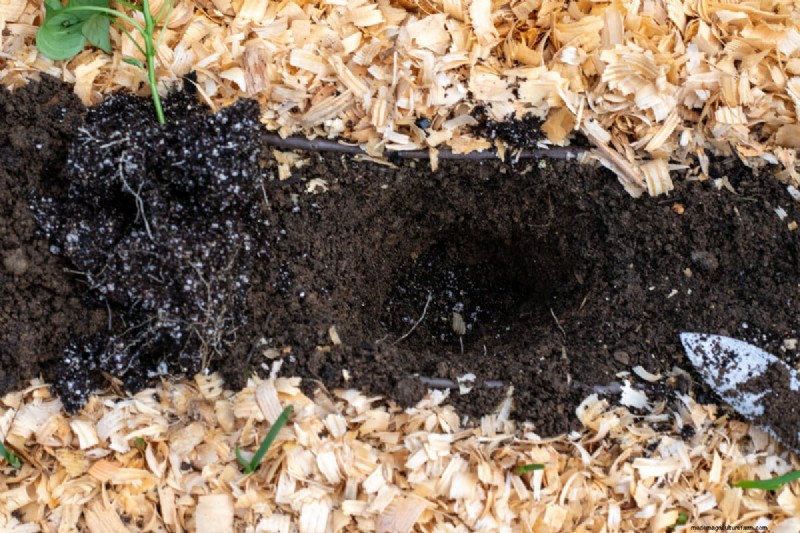 Maximize Pepper Yield: Essential Steps for Transplanting Seedlings