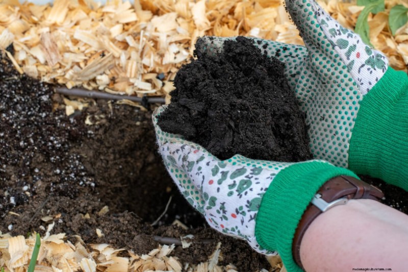 Maximize Pepper Yield: Essential Steps for Transplanting Seedlings
