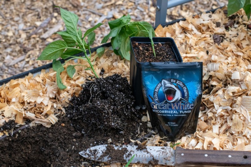 Maximize Pepper Yield: Essential Steps for Transplanting Seedlings