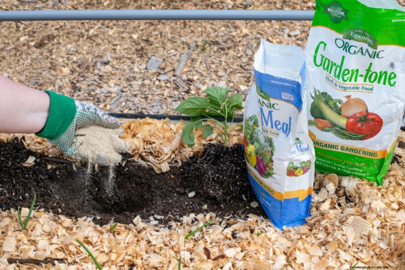Maximize Pepper Yield: Essential Steps for Transplanting Seedlings