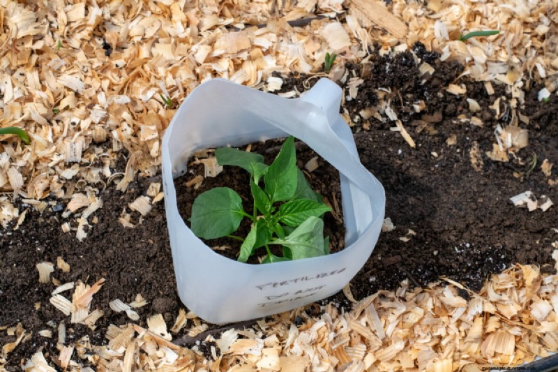 Maximize Pepper Yield: Essential Steps for Transplanting Seedlings