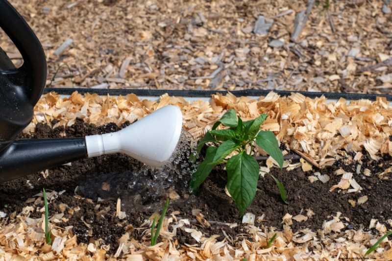 Maximize Pepper Yield: Essential Steps for Transplanting Seedlings