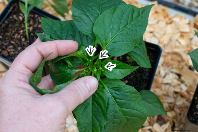 Maximize Pepper Yield: Essential Steps for Transplanting Seedlings