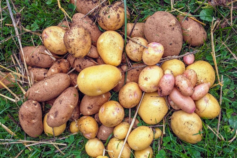 Grow Potatoes in a 5-Gallon Bucket: A Beginner s Guide