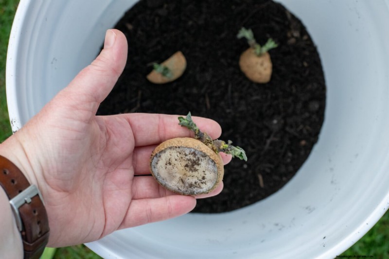 Grow Potatoes in a 5-Gallon Bucket: A Beginner s Guide