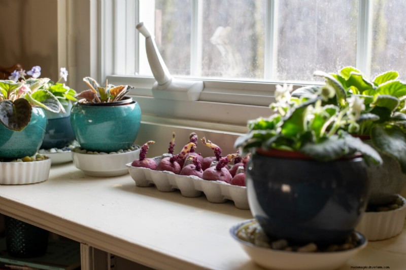 Grow Potatoes in a 5-Gallon Bucket: A Beginner s Guide