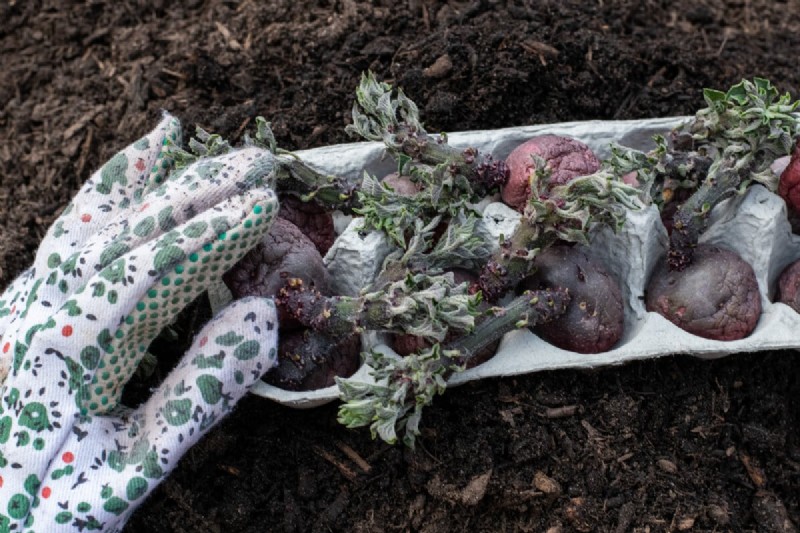 Grow Potatoes in a 5-Gallon Bucket: A Beginner s Guide