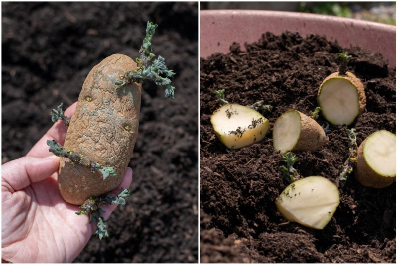 Grow Potatoes in a 5-Gallon Bucket: A Beginner s Guide