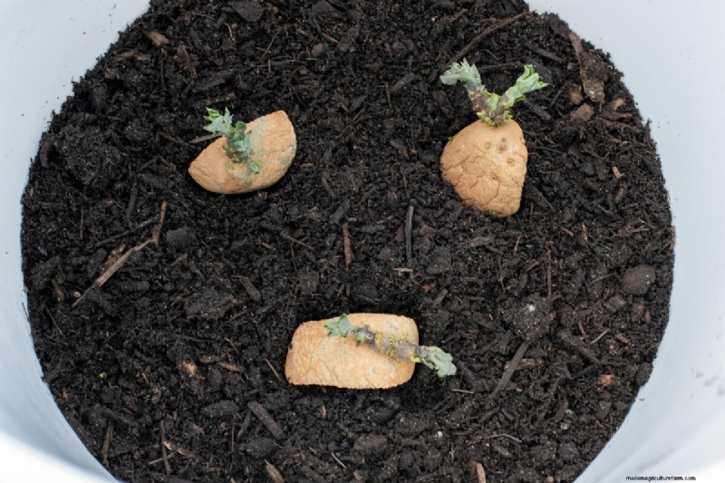 Grow Potatoes in a 5-Gallon Bucket: A Beginner s Guide