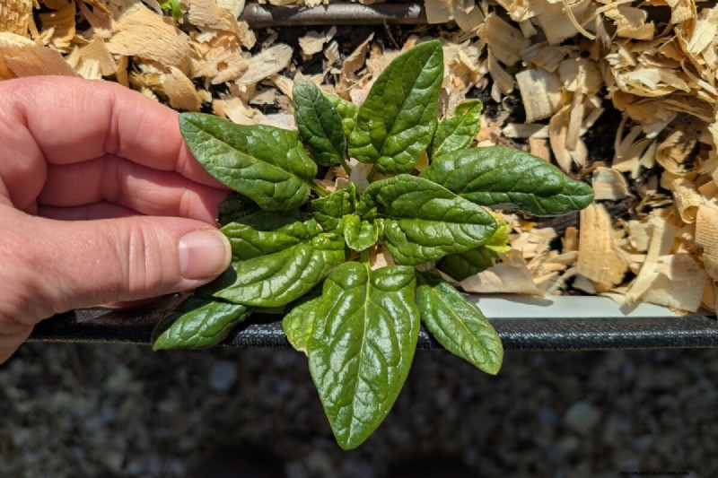 Avoid Common Spring Planting Mistakes: A Gardener s Guide