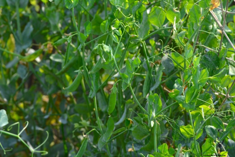 Avoid Common Spring Planting Mistakes: A Gardener s Guide