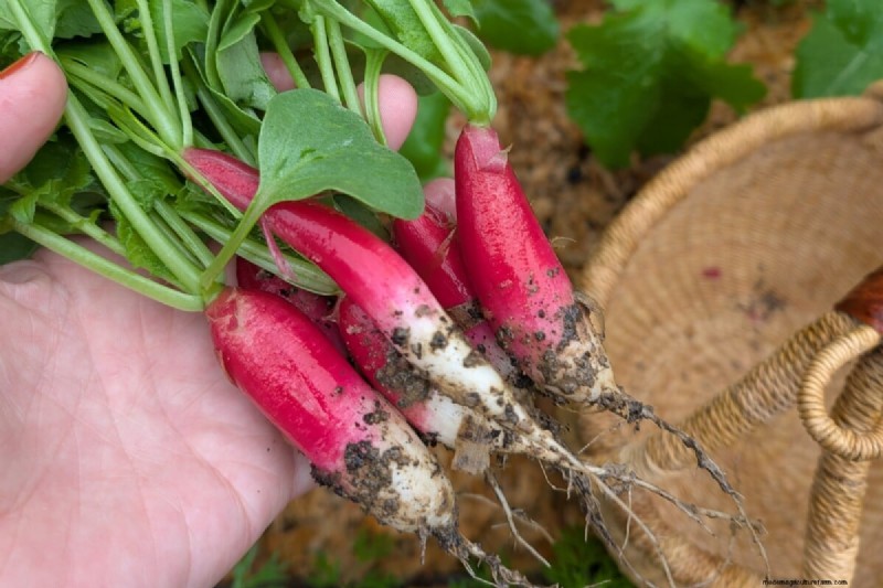 Avoid Common Spring Planting Mistakes: A Gardener s Guide
