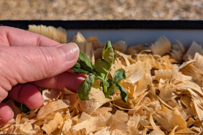 Avoid Common Spring Planting Mistakes: A Gardener s Guide