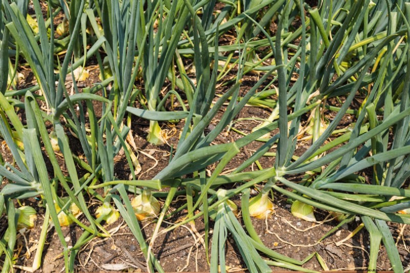 Grow Perfect Onions: A Beginner s Guide to Bountiful Harvests
