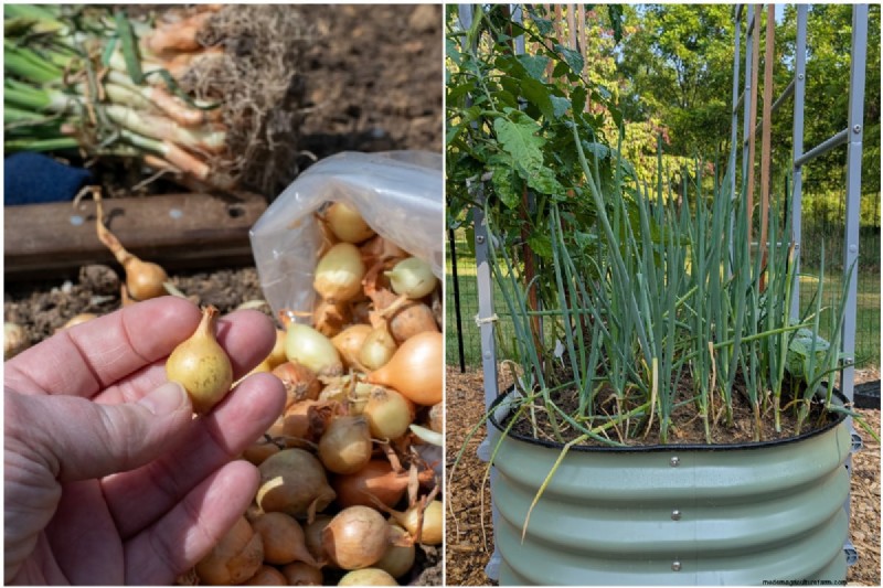 Grow Perfect Onions: A Beginner s Guide to Bountiful Harvests