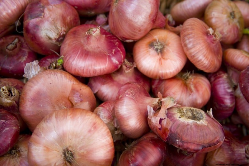 Grow Perfect Onions: A Beginner s Guide to Bountiful Harvests