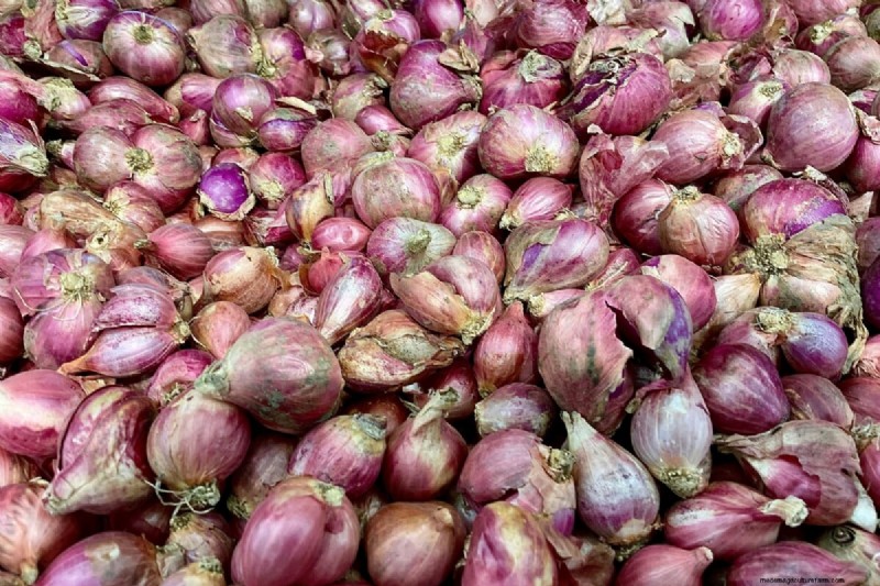 Grow Perfect Onions: A Beginner s Guide to Bountiful Harvests