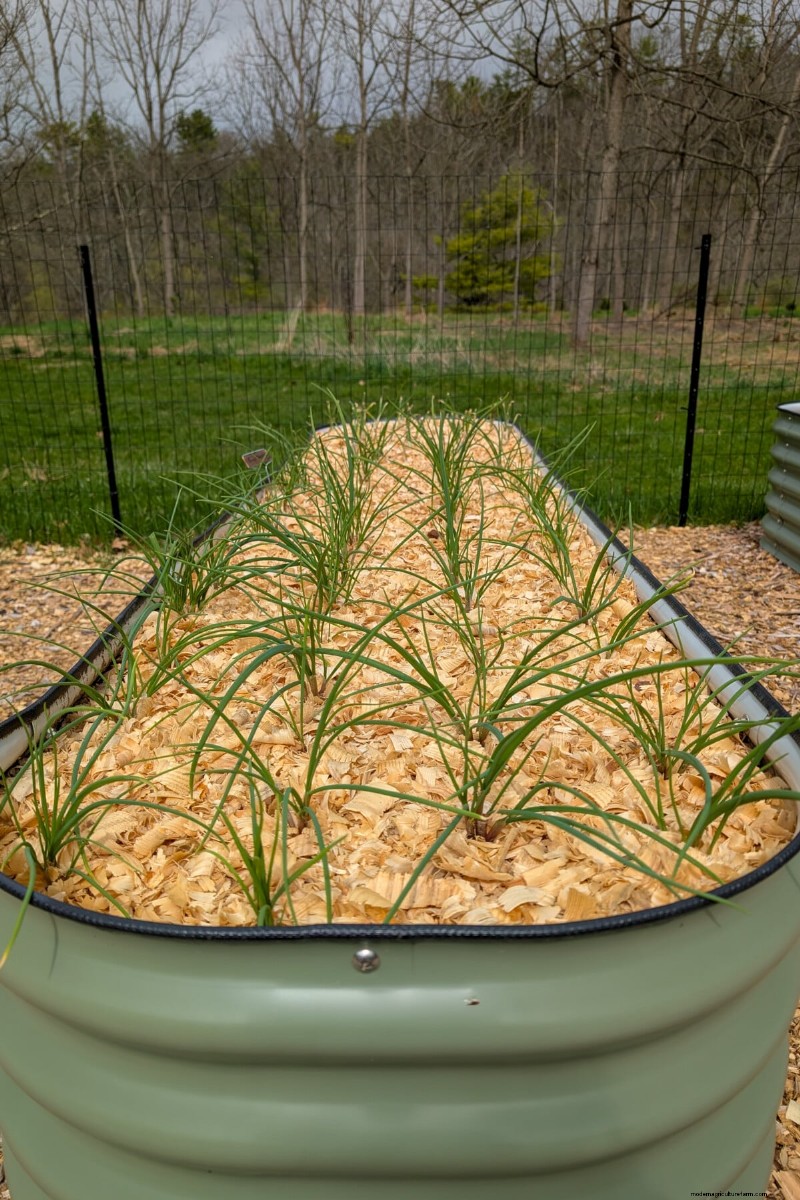 Grow Perfect Onions: A Beginner s Guide to Bountiful Harvests