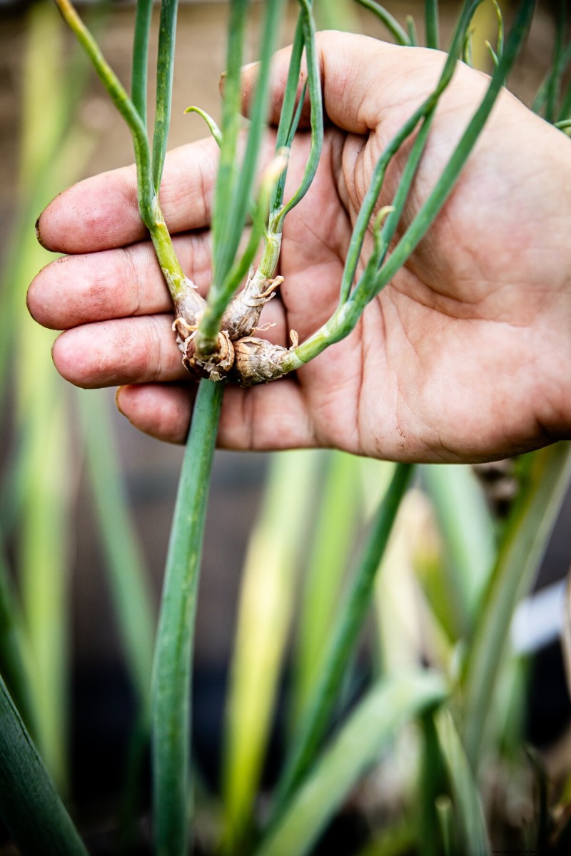 Grow Perfect Onions: A Beginner s Guide to Bountiful Harvests