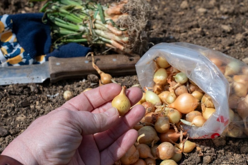 Grow Perfect Onions: A Beginner s Guide to Bountiful Harvests