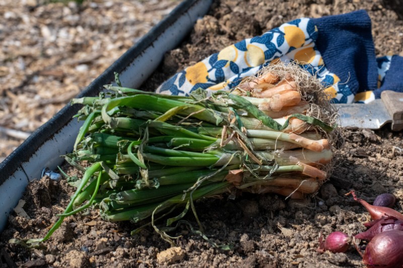 Grow Perfect Onions: A Beginner s Guide to Bountiful Harvests