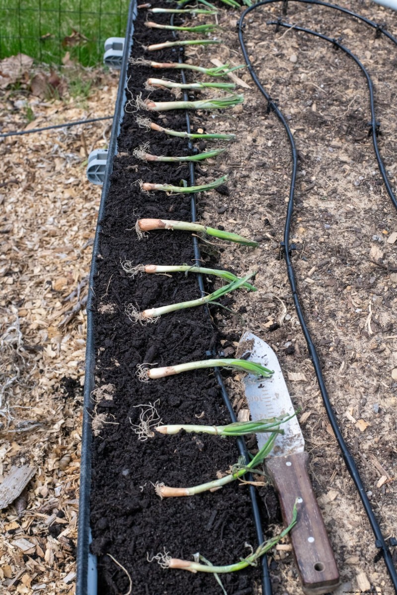 Grow Perfect Onions: A Beginner s Guide to Bountiful Harvests